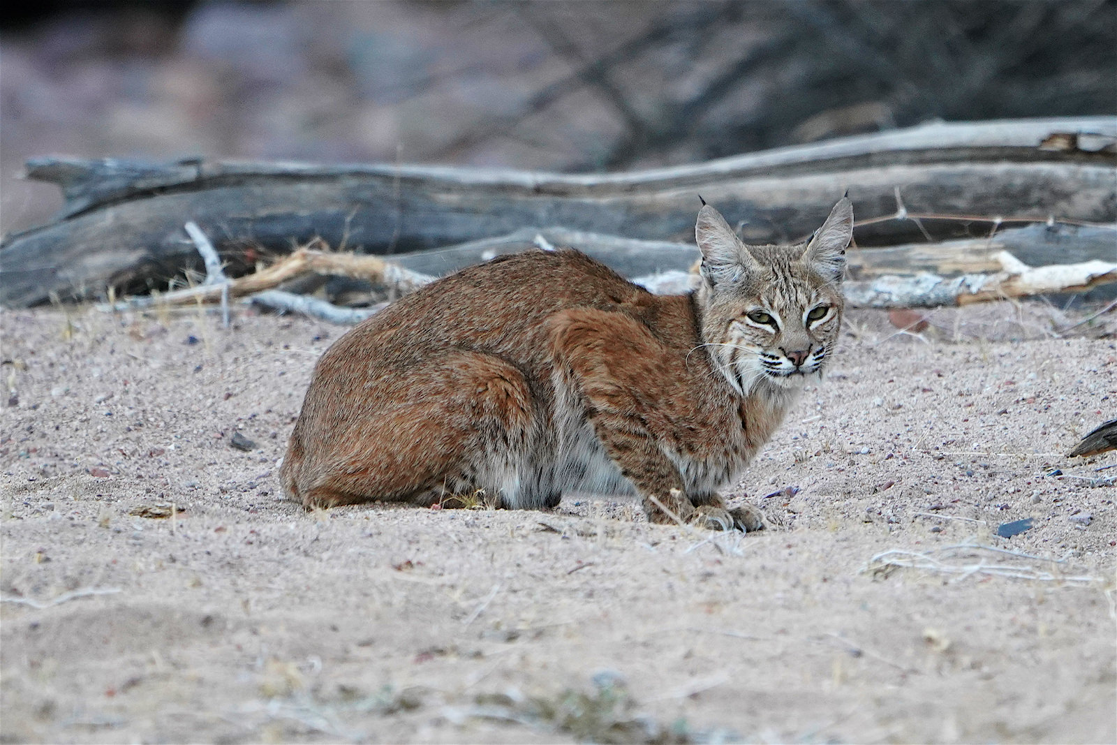 Arizona Bobcat Jaeger s Blog